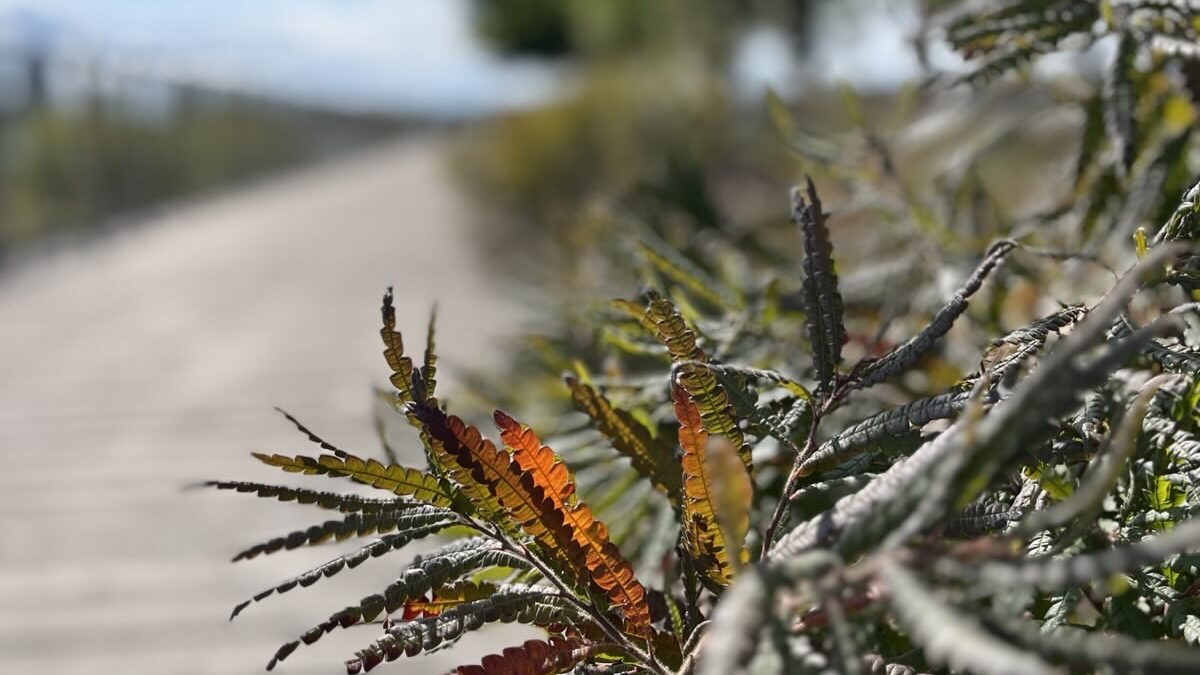 Close up of some beautiful orange and green leaves.